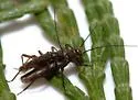 Soyedina nevadensis