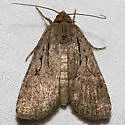 Spaelotis bicava - Hodges#10926.1