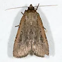 Spaelotis bicava - Hodges#10926.1 - photo 2