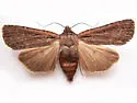 Spaelotis bicava - Hodges#10926.1 - photo 3