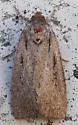 Spaelotis bicava - Hodges#10926.1 - photo 4