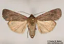 Spaelotis bicava - Hodges#10926.1 - photo 5