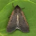 Clandestine Dart - Hodges#10926 - photo 2