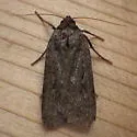 Clandestine Dart - Hodges#10926 - photo 3