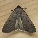 Clandestine Dart - Hodges#10926 - photo 4