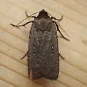 Clandestine Dart - Hodges#10926 - photo 5