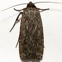 Spaelotis quadricava - Hodges#10927.2