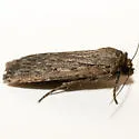Spaelotis quadricava - Hodges#10927.2 - photo 2