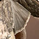 Spaelotis quadricava - Hodges#10927.2 - photo 3