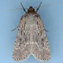 Spaelotis unicava - Hodges#10926.2 - photo 2