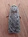 Spaelotis unicava - Hodges#10926.2 - photo 3