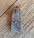 Spaelotis unicava - Hodges#10926.2 - photo 4