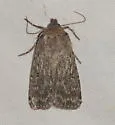 Spaelotis unicava - Hodges#10926.2 - photo 5