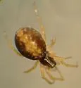 Spagnius foliaceus