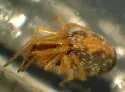 Spagnius foliaceus - photo 2