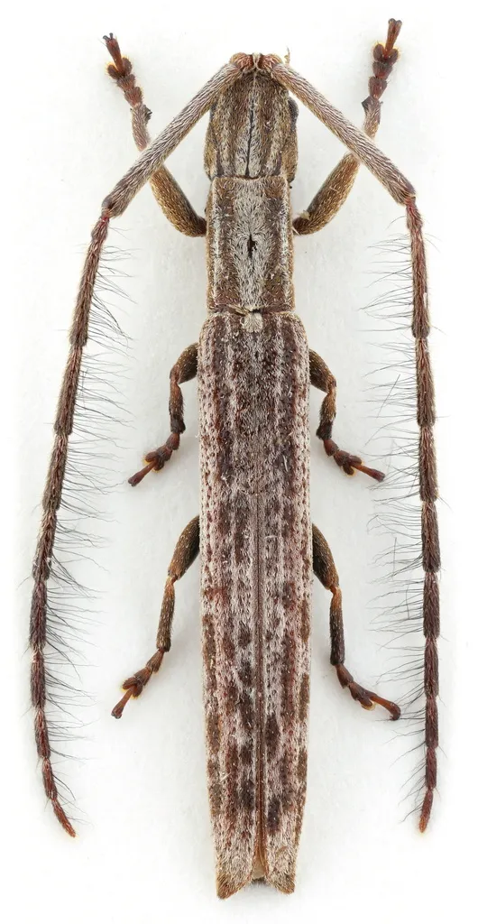 Spalacopsis filum - photo 2