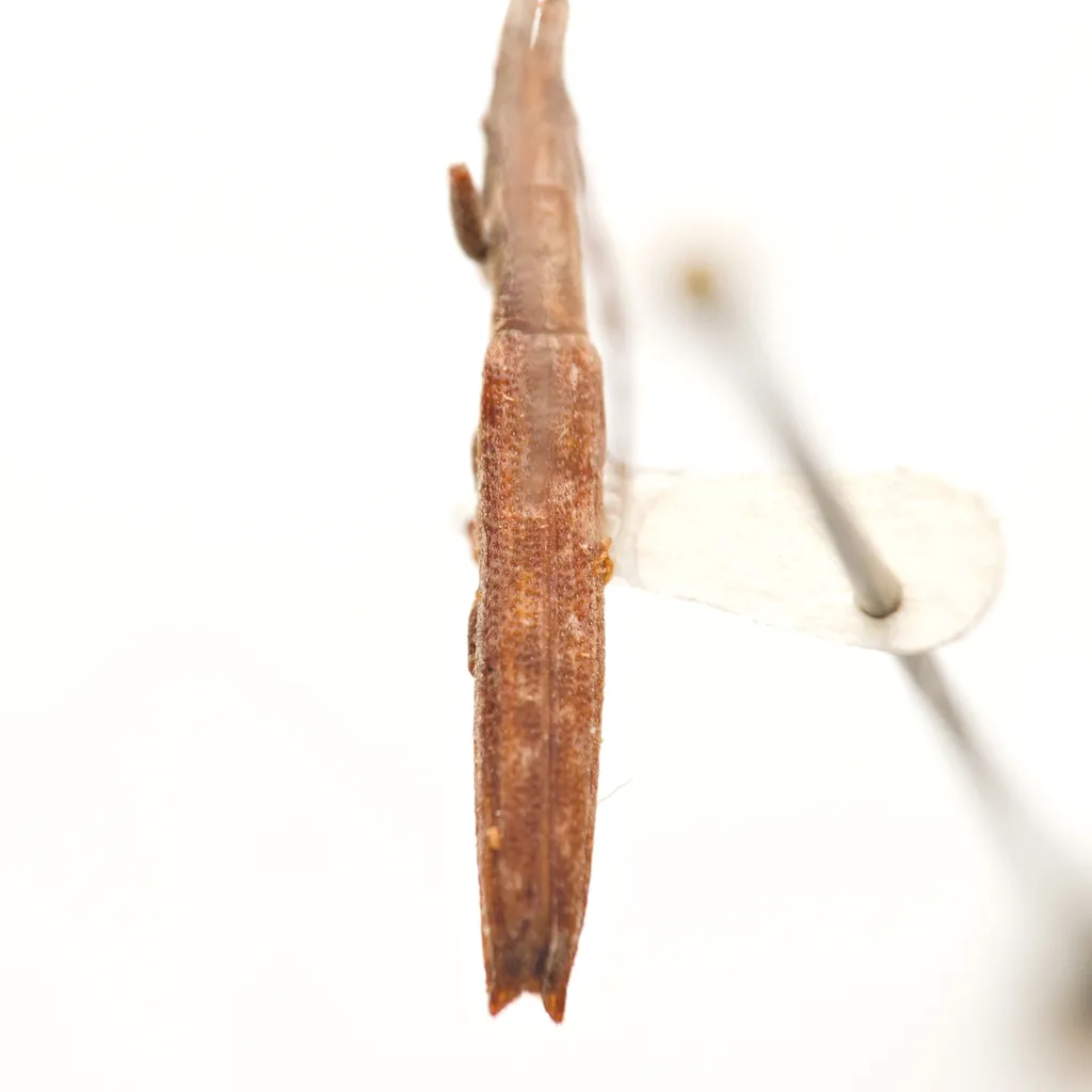 Spalacopsis suffusa 0 - photo 2