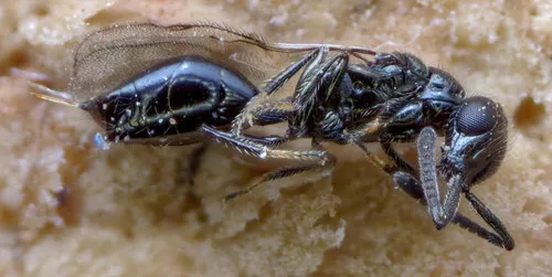 Spalangia erythromera