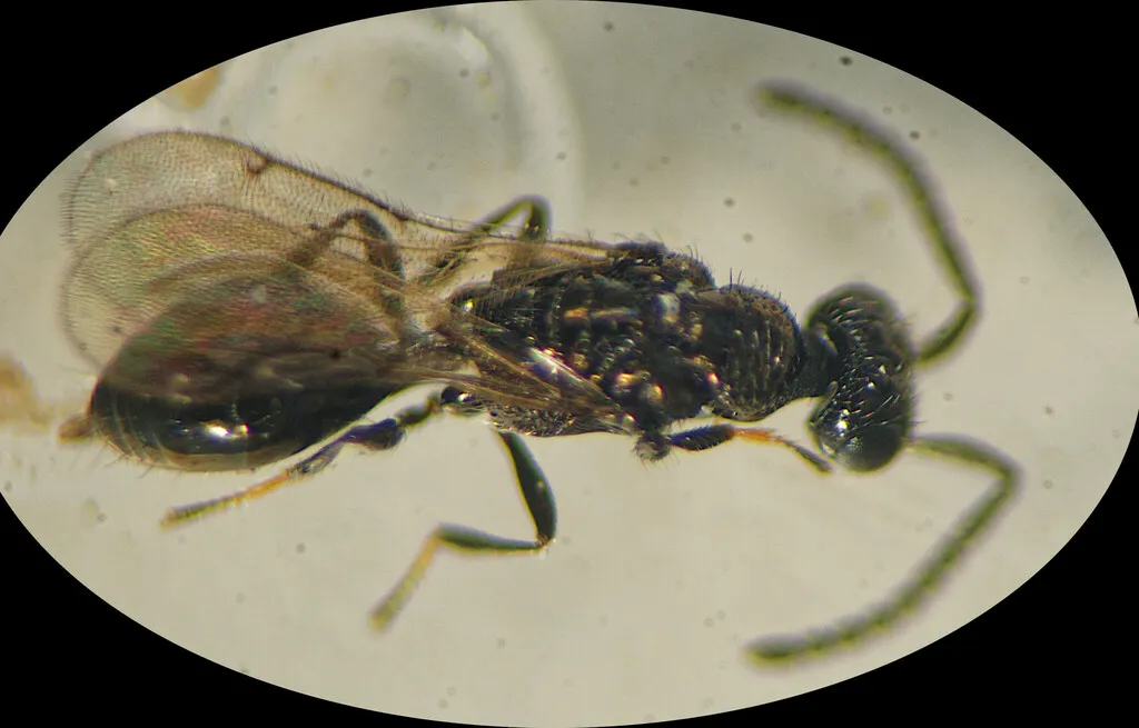 Spalangia gemina