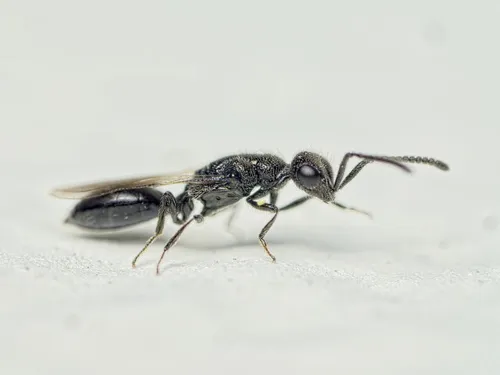 Spalangia nigripes