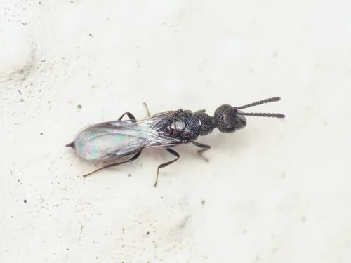 Spalangia rugulosa