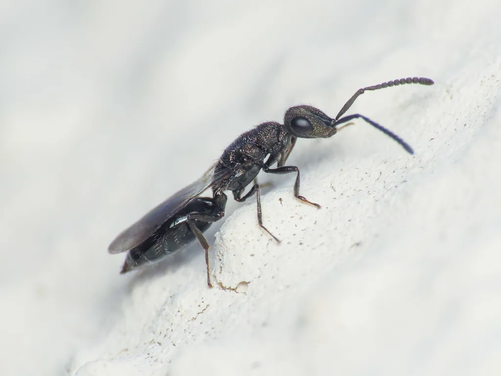 Spalangiidae - Spalangiidae