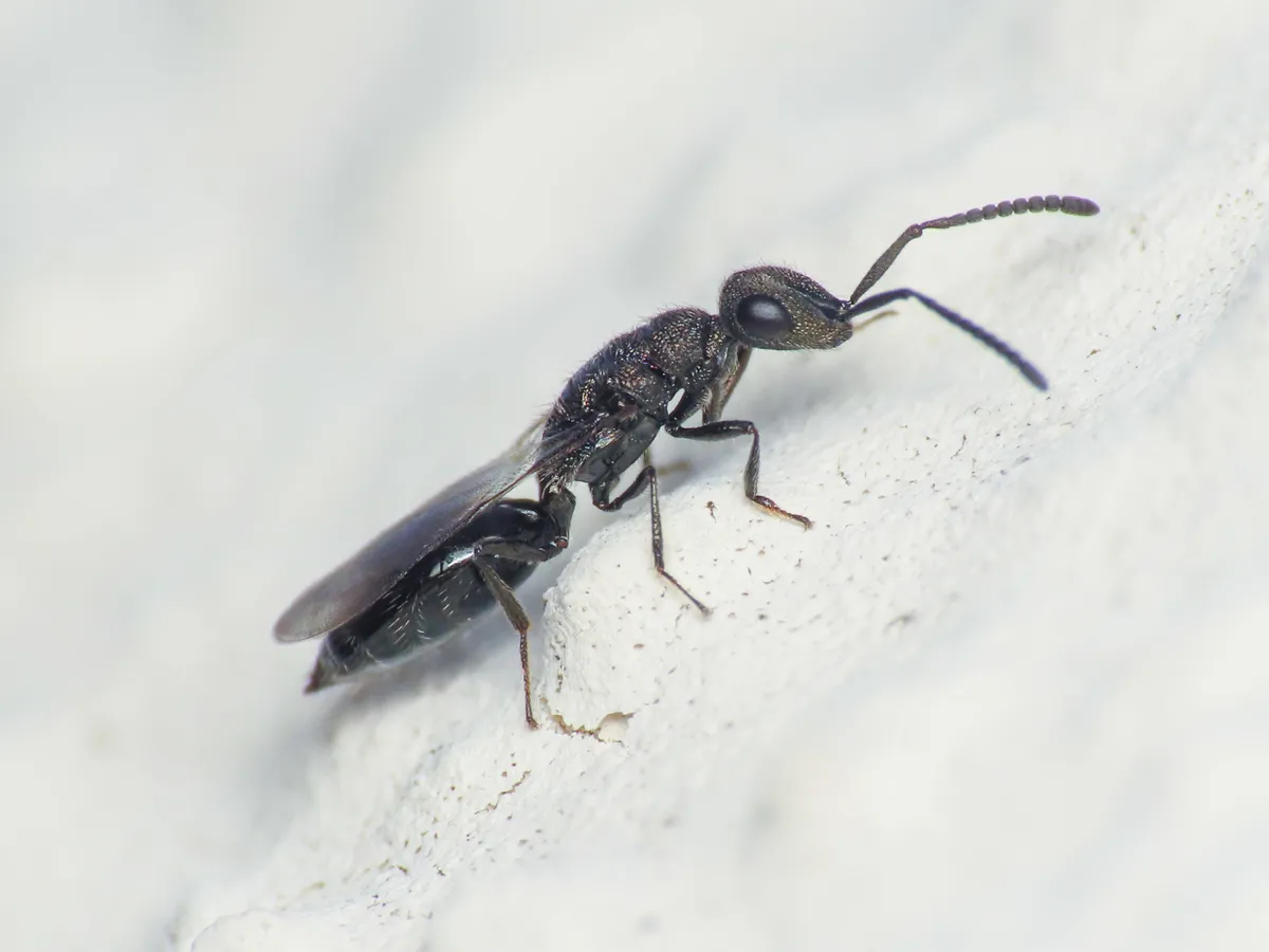 Spalangiidae - photo 2