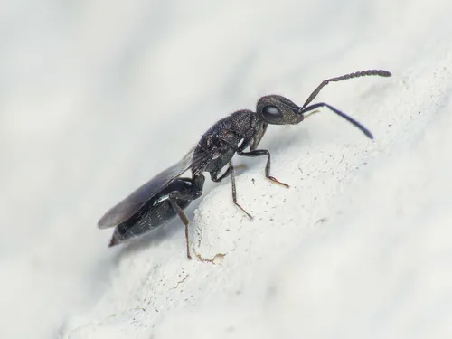 Spalangiidae - photo 3