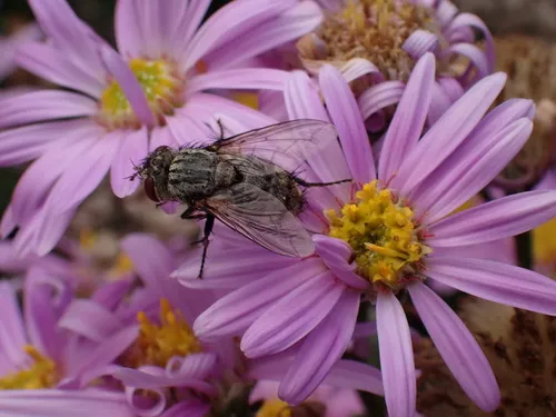 Spallanzania hebes