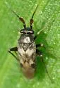 Spanagonicus albofasciatus