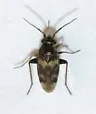 Spanagonicus albofasciatus - photo 2