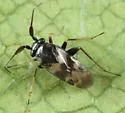 Spanagonicus albofasciatus - photo 3