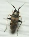 Spanagonicus albofasciatus - photo 4