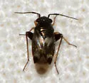 Spanagonicus albofasciatus - photo 5