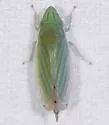 Spangbergiella mexicana - photo 3
