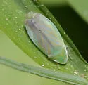 Spangbergiella quadripunctata