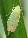 Spangbergiella quadripunctata - photo 3