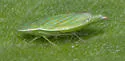Spangbergiella quadripunctata - photo 4
