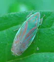 Spangbergiella viridis