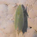 Spangbergiella viridis - photo 2