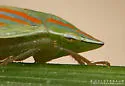 Spangbergiella viridis - photo 3