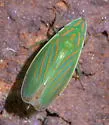 Spangbergiella viridis - photo 4