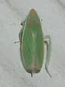 Spangbergiella viridis - photo 5