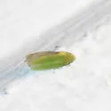 Spangbergiella vulnerata