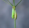 Spangbergiella vulnerata - photo 2