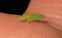 Spangbergiella vulnerata - photo 3