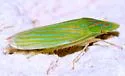 Spangbergiella vulnerata - photo 4