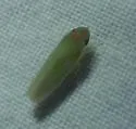 Spangbergiella vulnerata - photo 5