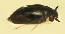Red Hills Unique Whirligig Beetle