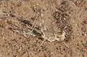 Spanistic Desert Grasshopper